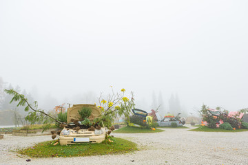 Many pumpings and plants growing in old car outdoor.