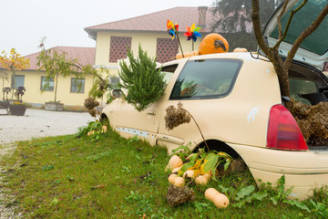 Many pumpings and plants growing in old car outdoor.