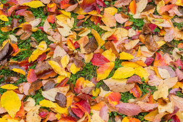 Colorful leaves lying on the floor creating a carpet of colors.