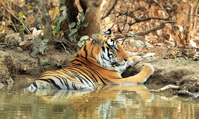 Bengal Tiger (Panthera Tigris Tigris) relaxing in a saucer filled with water in hot summers sighted...