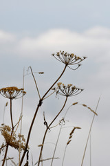 trockene gräser im kleinwalsertal