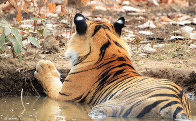 A tiger (Panthera Tigris Tigris) showing her back and her royal black ears with white spots on it...