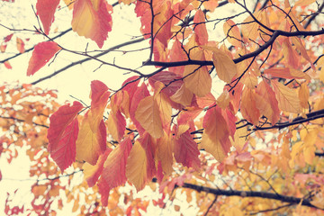 Colorful birch tree leaves view of low angle.