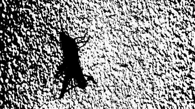 A static shot of the silhouette of a grasshopper climbing a frosted glass pane. His joints bend and move as he ascends to the top.