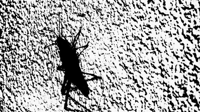 A static shot of the silhouette of a grasshopper climbing a frosted glass pane. His joints bend and move as he ascends to the top.