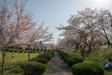 羊山公園