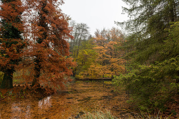 Foggy autumn landscape with leaves engulfed in warm colors.