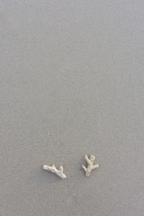 close up shot of coral on a sand for background. 