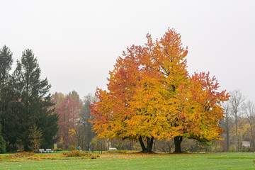 Foggy autumn landscape with leaves engulfed in warm colors.