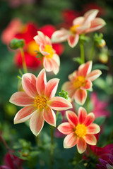 Fototapeta premium dahlia