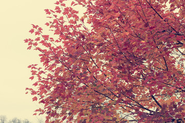 Red maple tree leaves view of low angle.