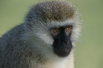 Vervet Monkey portrait near Lake Naivasha,Kenya,Africa