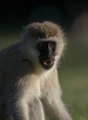 Vervet Monkey portrait near Lake Naivasha,Kenya,Africa