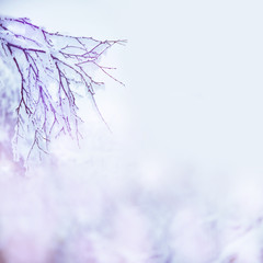 Border winter nature christmas background with frozen branch with glitter lights, bokeh. View through the white frost pine branch. Happy new year frame pastel card. Text space.