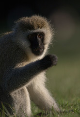 Vervet Monkey portrait near Lake Naivasha,Kenya,Africa