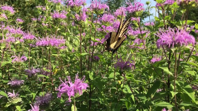 Beautiful swallowtail butterfly feeding on purple flowers in the field during the summer.