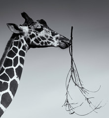 giraffe portrait eating