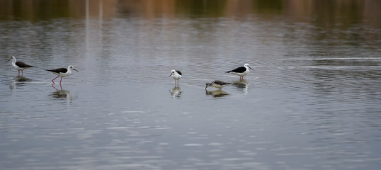 Spring landscape with birds on the lake. Flock of black-winged stils, long-legged waders. Bird watching in Israel, Eilat. Background for desktop wallpaper