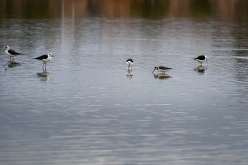 Minimalistic spring landscape with birds on the lake. Flock of black-winged stilts. Himantopus himantopus, long-legged wader. Bird watching in Eilat. Background for desktop wallpaper