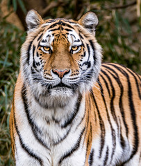 tiger portrait