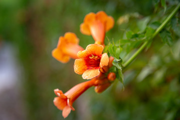 Obraz na płótnie Canvas Flowers of the trumpet vine or trumpet creeper Campsis x hybrida background in blossom. Soft focus