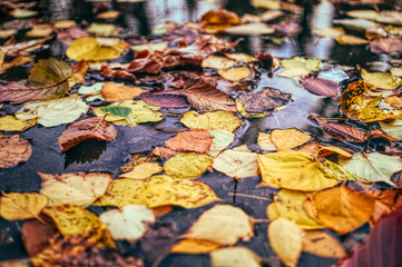 Autumn street puddles and fallen dry leaves of chestnuts. Autumn in the city