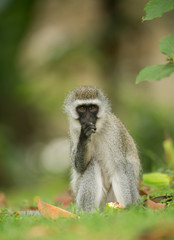 Vervet Monkey Portrait near Lake Naivasha,Kenya,Africa