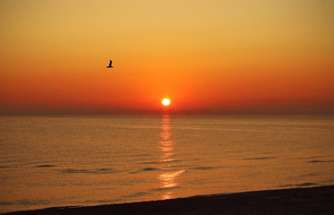 Seagull flying over the sea at sunrise