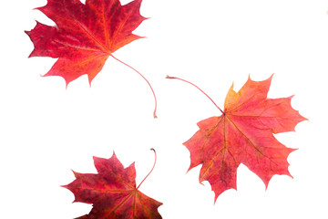 three maple leaves on a white background
