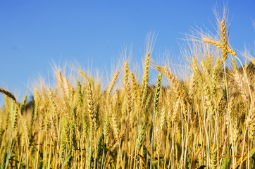 Beautiful barley field wait for harvest