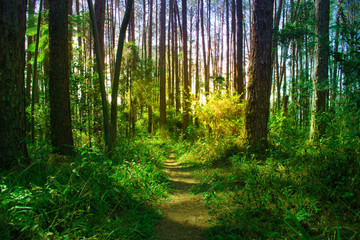 Obraz premium Morning in the forest