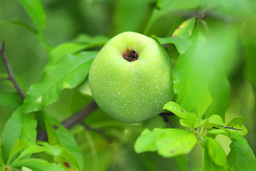 Beautiful green apple on the branch, autumn grade. Apple orchard