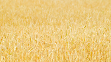 field of ripe wheat at sunset harvesting agriculture