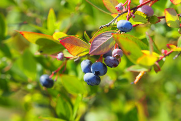 Blueberries farm, harvest. Blueberry on branches, picking ripe fruits