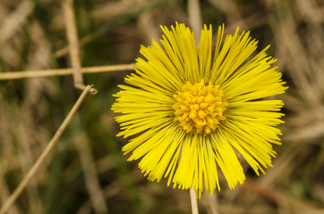 Closeup of a big yellow flower