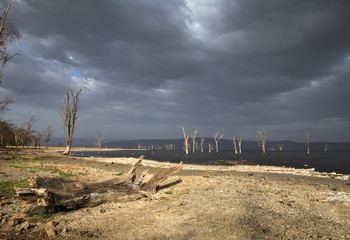 Dry Tree logs on the banks of Lake Nakuru,Kenya,Africa