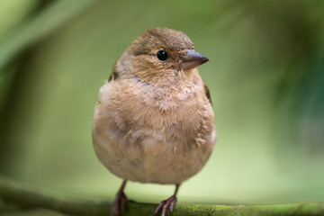 Nahaufnahme Spatz