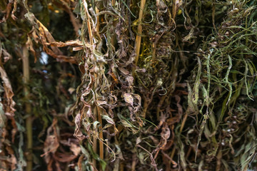 Branches of dry grass hemp for commercial and industrial products, natural background