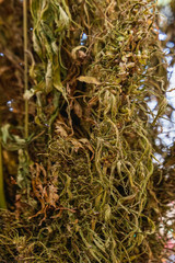 Branches of dry grass hemp with seed closeup. Industrial hemp production