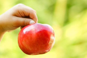 apple in the hands of a child on nature in the garden background