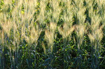 Beautiful barley field wait for harvest