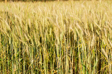 Beautiful barley field wait for harvest