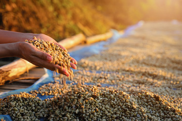 farmer holding hand checking the dryness of the coffee beans that exposed on the floor..