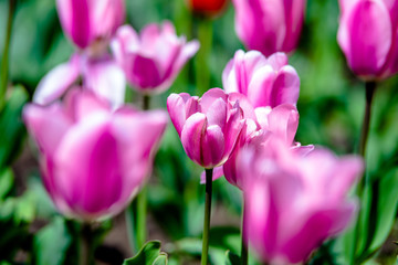 Pink tulips grow on a green natural background 