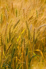 Beautiful barley field wait for harvest