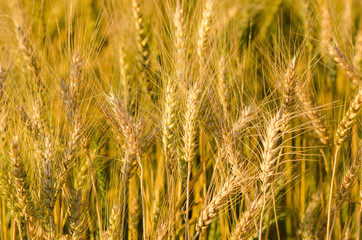 Beautiful barley field wait for harvest