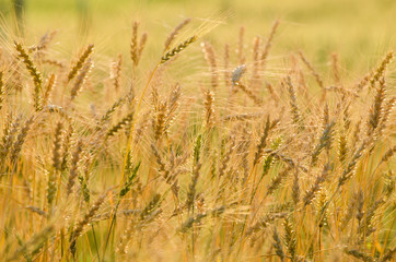 Beautiful barley field wait for harvest