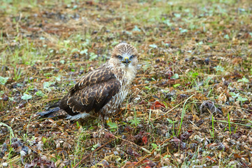 close-up portrait of a bird of prey nestling in its natural habitat, camouflage protective coloring of the bird merges with the background and makes the bird invisible