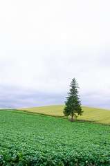 Lonely,alone,outdoor,field,stand,pine tree,chrismas