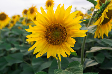 Sunflower flower on the field